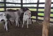 Bezerros mestiços