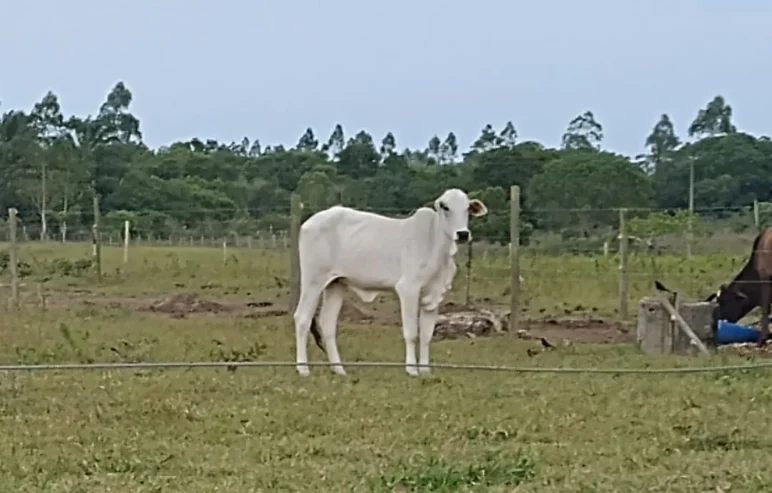 Bezerros mestiços