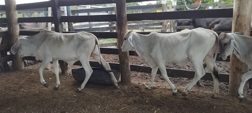 Bezerros mestiços
