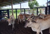 Vacas de primeira cria