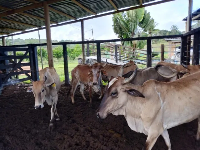 Vacas de primeira cria