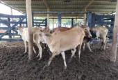 Vacas de primeira cria