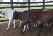Bezerros mestiços
