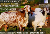 Femêas Gir Leiteiro
