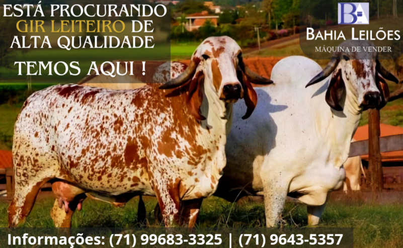 Femêas Gir Leiteiro