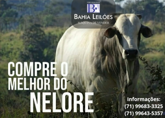 Femêas Gir Leiteiro
