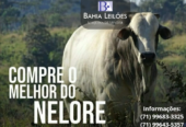 Touros Nelore PO