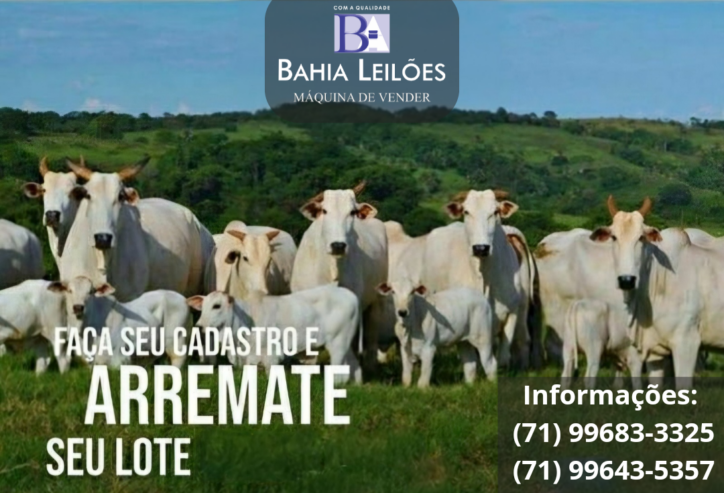 Femêas Gir Leiteiro