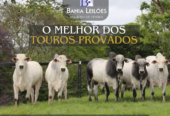 Femêas Gir Leiteiro