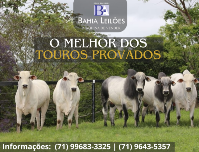 Femêas Gir Leiteiro