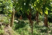Fazenda de Cacau – a venda