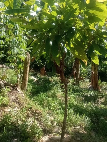 Fazenda de Cacau – a venda