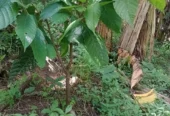 Fazenda de Cacau – a venda