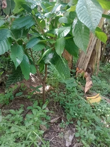 Fazenda de Cacau – a venda