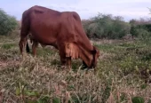 Vaca Gir PO