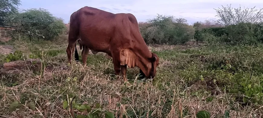 Vaca Gir PO