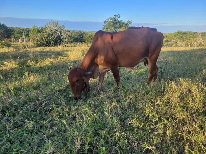 Vaca Gir PO