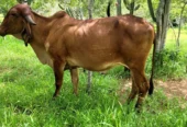Vaca Gir PO