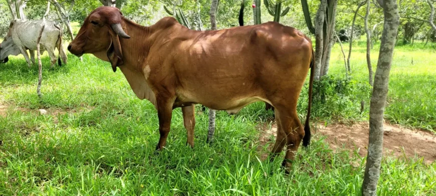 Vaca Gir PO