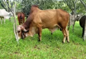 Vaca Gir PO