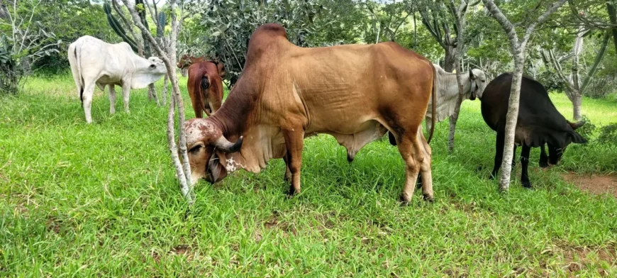 Vaca Gir PO
