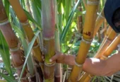 Cana de Açúcar – Produção de Alta Qualidade
