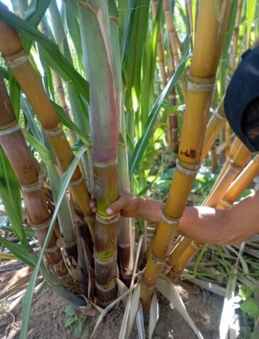 Cana de Açúcar – Produção de Alta Qualidade