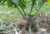Fazenda de Cacau – a venda