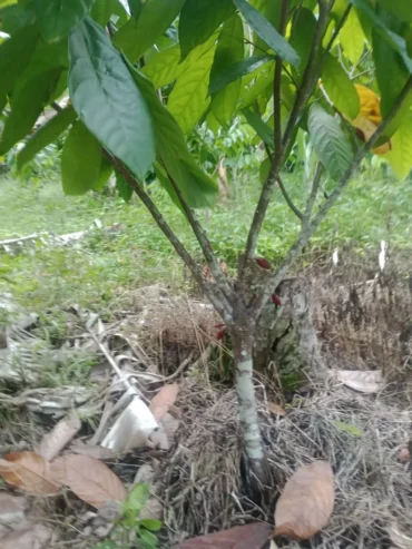 Fazenda de Cacau – a venda